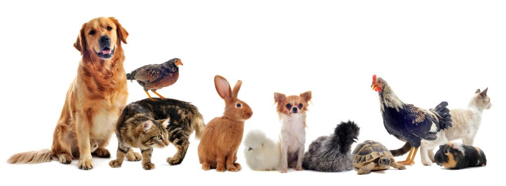 group of pet in front of a white background