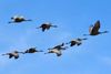 migrating sandhill cranes