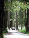 Open Source: Tree Museums