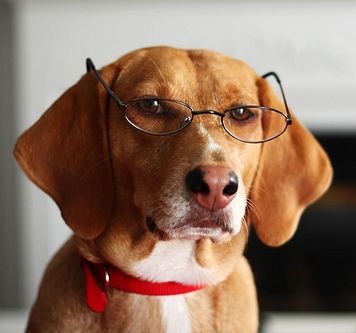 smart-dog