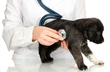 veterinarian_puppy